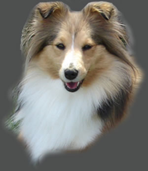 CLICK TO VIEW THE SHELTIE SITE;   Daylight van 't Hof Naddan